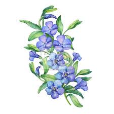 We did not find results for: Illustration Der Komposition Ersten Fruhling Wilden Blumen Fototapete Fototapeten Blutenblatter Phlox Medicative Myloview De