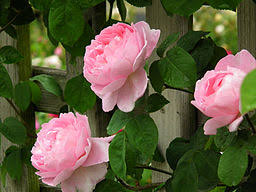 Amazon.com has been visited by 1m+ users in the past month Fragrant Climbing Roses Which Have Stood The Test Of Time