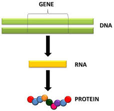 Organisms that have altered genomes are known as transgenic. Genetic Engineering And Cloning Focus On Animal Biotechnology Intechopen