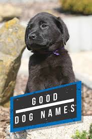 Keeping that in mind, with the amount of possible dog names for females, there is no way we could get them all mentioned here, but we have included many popular. Dog Names The Top Dog Names In 2019 Hundreds Of Awesome Ideas