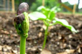Gardening has many health benefits. Fruiting The Rewards For Nurturing Your Soul The Benefits Of A Home Vegetable Garden One Green Planet