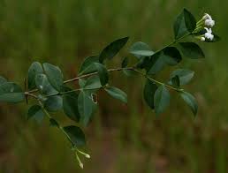 Image result for Carissa tetramera