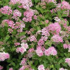 Image result for Spiraea japonica ´Little Princess