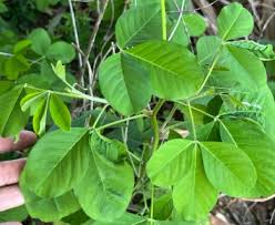 Image result for Crotalaria alticola