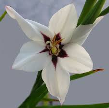 Image result for Gladiolus magnificus