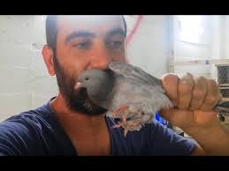Istanbul Edirne Kapi Kus Pazari 2 Boum Youtube