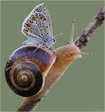 Caracol Transportista Animales De La Naturaleza Infografia De Animales Animales Insectos
