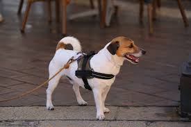 Lifepul No Pull Dog Vest Harness Review Top 10 Dog Harness