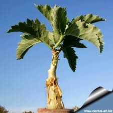 Image result for Cyphostemma barbosae