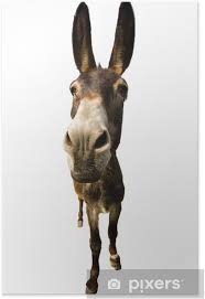 A fork in the road. Funny Donkey With Long Ears Poster Pixers We Live To Change