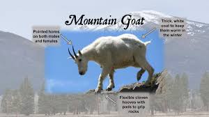 Despite its vernacular name and both genera being in the same subfamily (), the mountain goat is not a member of capra, the genus that includes all other goats, such as the wild. Nez Perce National Historic Trail Learning Center