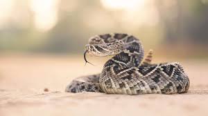 A snakebite is an injury caused by the bite of a snake, especially a venomous snake. Snake Bites On The Rise How To Stay Safe Abc News