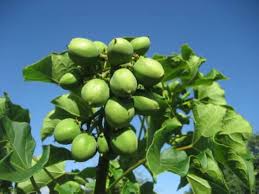 Image result for Jatropha curcas