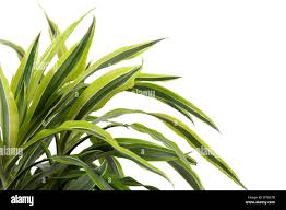 Image result for Chlorophytum gallabatense