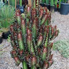 Image result for Euphorbia citrina