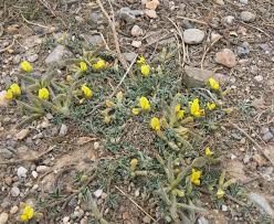 Image result for Argyrolobium rupestre