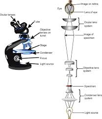 optical microscope an overview sciencedirect topics