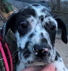 It's also free to list your available puppies and litters on our site. Great Dane Puppies For Sale Canton Oh 189790 Petzlover