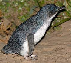 Малый пингвин — Википедия