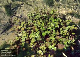 Image result for Ludwigia stenorraphe