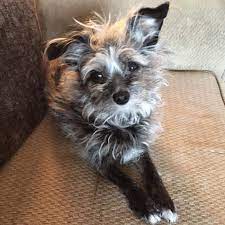 Hope the chihuahua / pug mix (chug) at about 1 year old—hope was rescued from an spca while shown during a visit day at a local petco. Miniature Poodle Chihuahua Mix Pasteurinstituteindia Com