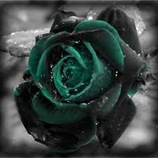 C $2.35 to c $2.52. Egrow 100 Pcs Black Rose Seeds Dark Green Rose Garden Bonsai Perennial Plants Flower Seed Sale Banggood Com Sold Out Arrival Notice