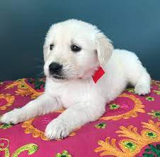 Will be ready to go april sixth. Pin On Tristar Goldens
