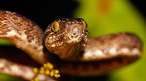 Dank ihrer fleckigen farbe ist sie sehr gefaehrlich. Die Schlangeninsel Ilha Da Queimada Grande Aventura Do Brasil