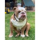 Rehoming Bulldogs Australia - Home | Facebook