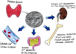 Image result for Calcitonin