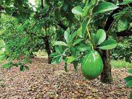 These organs, however, don't function at the same time, meaning that avocado flowers'. Know Your Avocado Edible South Florida