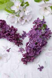 12 Facts Every Lilac Lover Should Know Lilac Plant Lilac Flowers Lilac