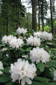 Pin On Blooming Garden