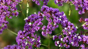 Therefore, filler flowers are often bushy stems with clusters of flowers, like baby's breath, waxflower, aster, bupleurum and limonium. Filler Flowers For Wedding Bouquets