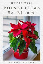 While their flowers are lovely to see. How To Make Poinsettias Rebloom As Houseplants