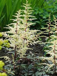 Astilbe Cappuccino Perennial Spirea A Frothy Cream Of White Blossoms Floats Above Dark Bronze Foliage Shade Garden Plants Common Garden Plants Shade Plants