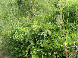 Image result for Smilax anceps