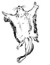 Coloring pages flying squirrel coloring pages squirrel coloring. Ardilla Voladora Del Patagium Dibujos Para Colorear Y Imprimir Gratis Para Ninos