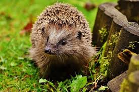 Der Kleine Igel Und Der Garten Mit Bildern Igel Im Garten