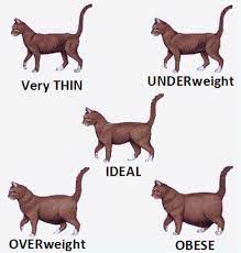 Pin On Kittencare Com