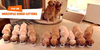 Male dogs can begin breeding between 6 to 12 months of age. Can A Dog Have More Than One Father And A Litter