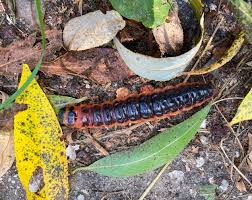 Image result for Cossus cossus