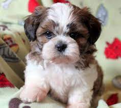 The Shichon Puppies Are Very Friendly And At The Same Time It Is Also Very Easy To Train Them Description Fr Teddy Bear Puppies Shichon Puppies Teddy Bear Dog
