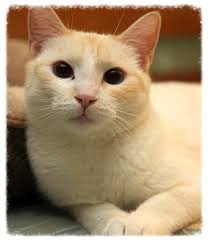 So a flame point siamese cat is actually a red point? Meet Amadala Gorgeous Flame Point Siamese Kitten About 7 Months Old Little Female For Adoption Super Sweet With Cats Siamese Cats Blue Point Siamese Cats