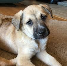 Is it time for puppy. Mutt Dog For Adoption In Potomac Md Usa Adn 756208 On Puppyfinder Com Gender Male Age Baby Nickname Cutie Jack Mutt Dog Mutt Puppies Dog Adoption