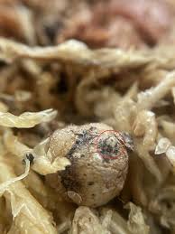 Image result for Nervilia crociformis