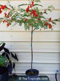 Image result for Sesbania brevipedunculata