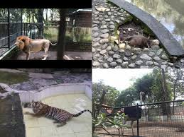 Wahana wisata ini memiliki luas lokasi hingga 140. Rencana Potong Rusa Untuk Pakan Macan Tutul Di Kebun Binatang Bandung Tuai Kecaman Pikiran Rakyat Com