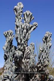 Everything apple and a little bit more. Cereus Peruvianus Monstrose Cacti Com