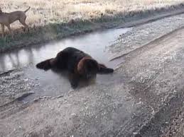 Finde hier kostenlose witzige & lustige tierbilder. Neufundlander On Ice Youtube